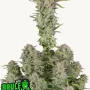 Насіння конопель BRUCE BANNER Auto від Fast Buds
